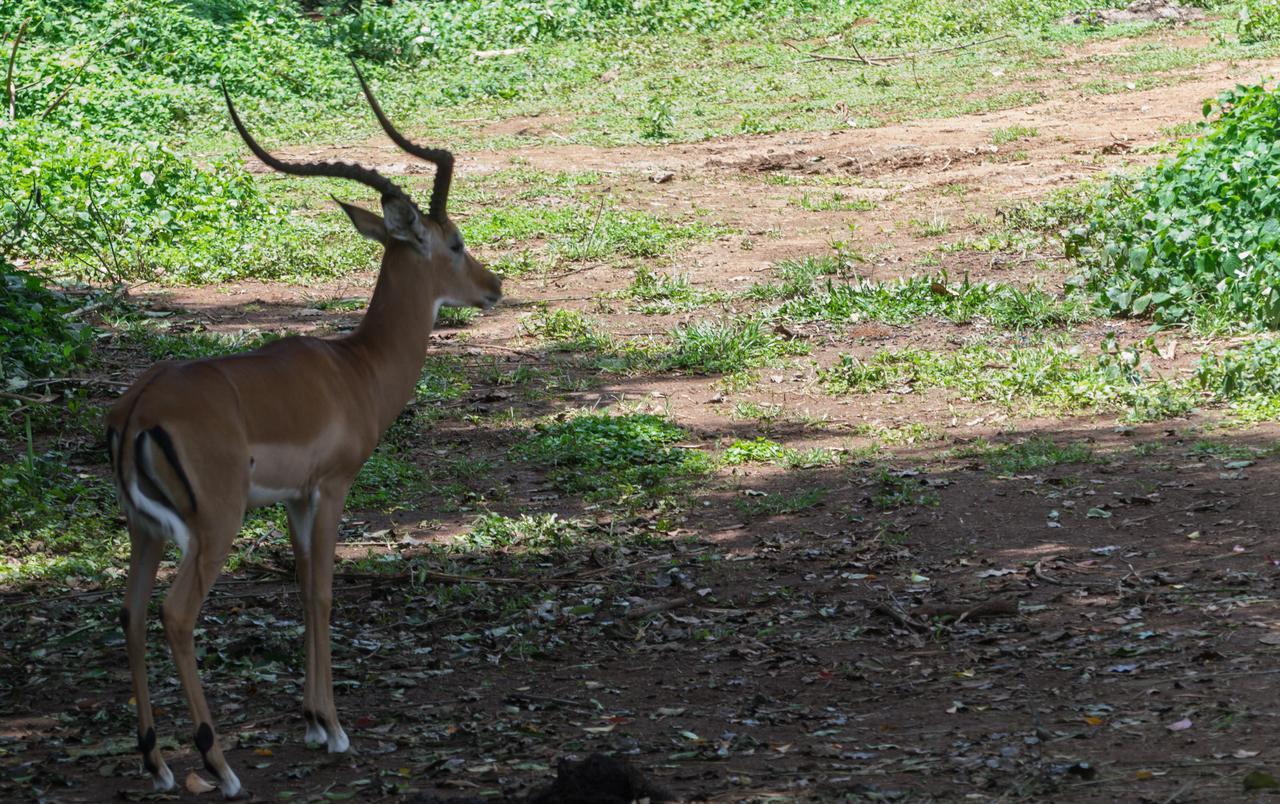 Buvi Lodge Limited Entebbe Eksteriør billede