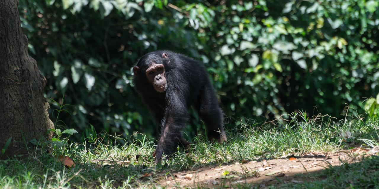 Buvi Lodge Limited Entebbe Eksteriør billede
